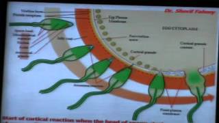 5) Dr.Sherif 25/11/2013 [Fertilization]