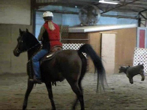 Diego's First Cow Cutting Lesson - Uncut