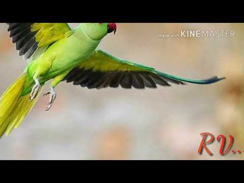 download lagu mp3 mp4 Man Basiya Ringtone, download mp3 Man Basiya Ringtone free downloadn, video klip Man Basiya Ringtone