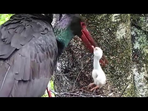 2022-05-28 18:19 - Black Stork Nest 2: Mother removes smallest chick
