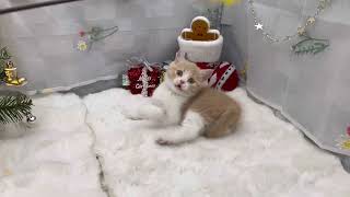 ブリティッシュショートヘアの動画01