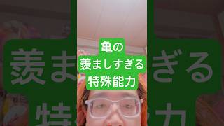 亀の羨ましすぎる特殊能力