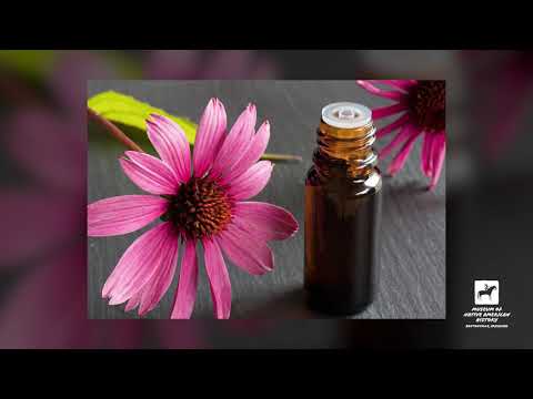 Medicine Trunk Series: ECHINACEA