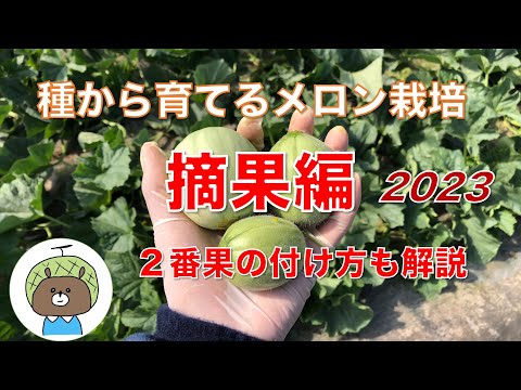3 つのメロンについて詳しく解説