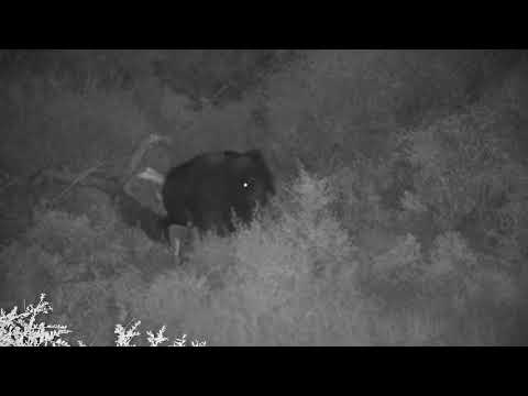 Djuma: Lone Elephant pass through - 20:30 - 03/07/2022