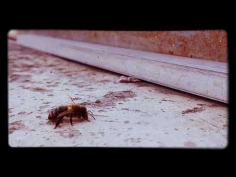 Valentino Boskovic - Nima nima nima nima vode