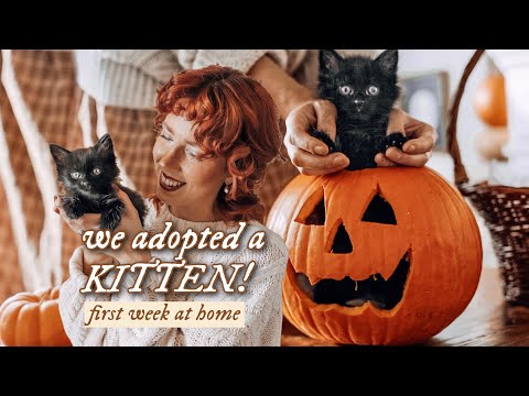 Bringing Home Our New Kitten, Binx 🍂 first days at home