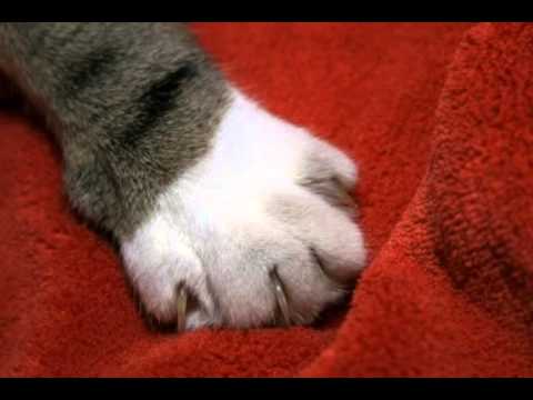 Andre Heller- Mein Freund Schnuckenack