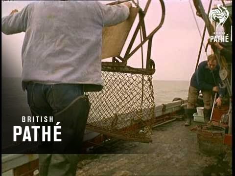 Oyster Farming Beware - Other Colour Pics Share This Title (1967)