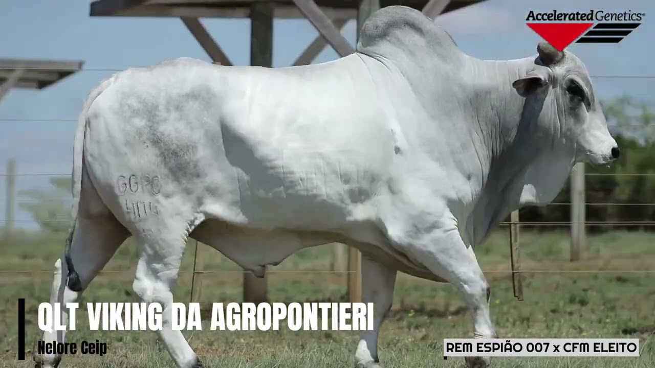 Vídeo QLT VIKING DA AGROPONTIERI