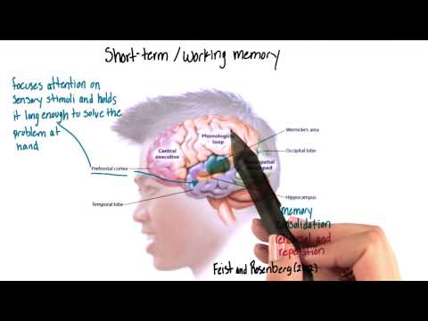Short term or working memory in the brain - Intro to Psychology