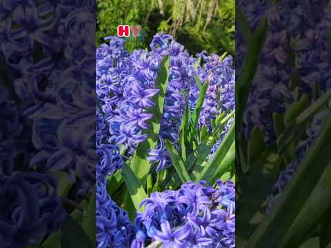Learn spring flowers name |  Enjoy the beautiful spring flowers field | Learn and Play with Loshini