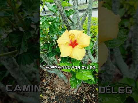 ¡Descubre Déleg: Historia, Naturaleza y Tradición! 🇪🇨✨