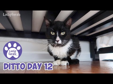Ditto Day 12 - Feral Cat Recovery, Sneezing Blood, A Humidifier and A Pet Remedy Diffuser * S4 E156