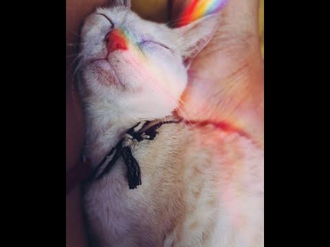 Music To Make Your Cat Sleep Within 5 Minutes | Cat Sleep Music