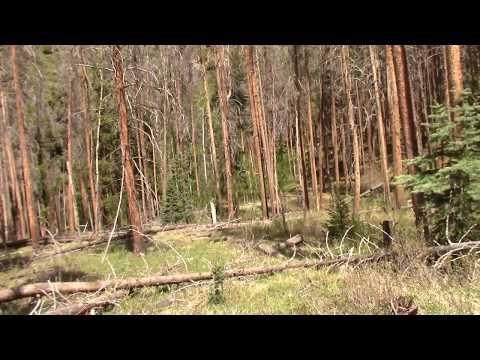 A Perfect Wood Knock   Colorado Bigfoot