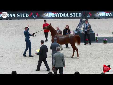 N.98 D ASALI - Paris 2018 - Yearling Colts (Class CM 4B)