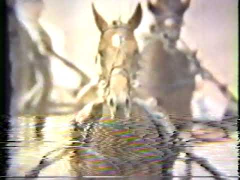 1969 Hambletonian - Lindy's Pride & Howard Beissinger