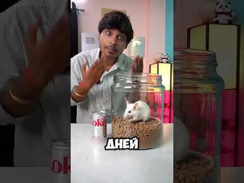 Никто не ожидал того, что сделала эта маленькая мышка… 😱🐭. #short