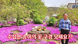 수천가지 야생화 꽃 구경 오세요,   부부 싸움과 팔다리 부러지면서 일구어낸 꽃의 천국인 우아한 정원