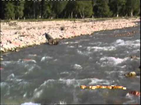 tirek bostan___ayding kiqilerde(uyghur)