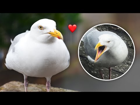 Fly High, Little Glenny... The Steven & Glen Movie