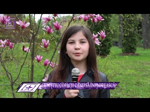 CUM ȘTIU COPACII CÂND SĂ ÎNFLOREASCĂ ?