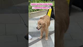 Meet Sailor, Chief Dog Officer | Star of the Seas