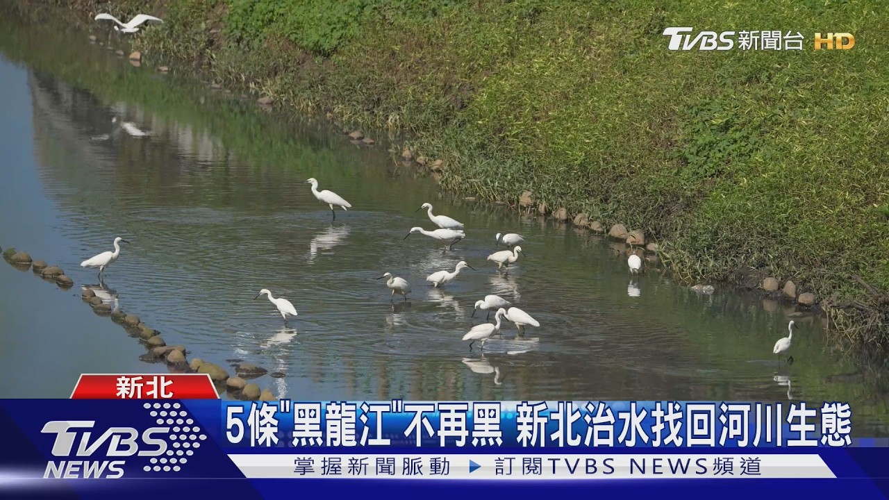 影音／新北5條「黑龍江」不黑了！8年治水河川重生　白鷺鷥重返碧潭堰覓食