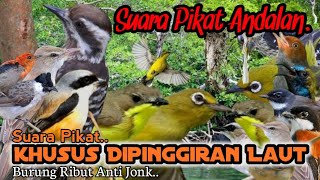 Download lagu SUARA PIKAT BURUNG RIBUT KHUSUS DIPINGGIRAN LAUT. AMPUHNYA BUKAN MAIN.. mp3