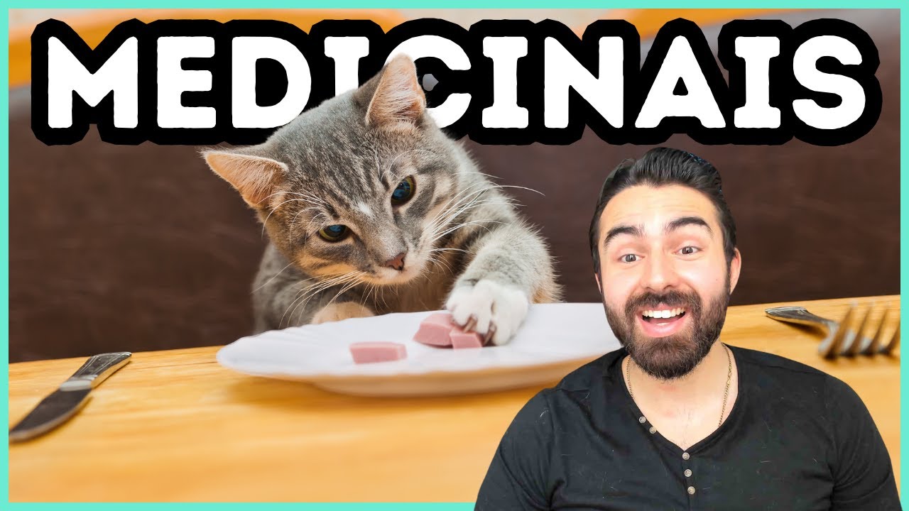 Alimentos Humanos MEDICINAIS Para Gatos