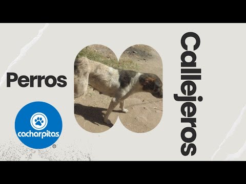 ¿Cómo terminan los perros callejeros? CANAL CON CAUSA #reto c/ #1,000 reproducciones