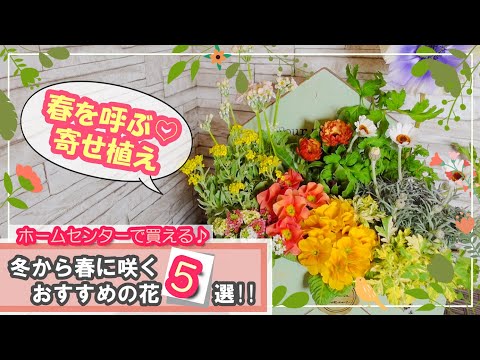  11月から12月に植えて春まで色とりどりの庭を作る、メンテナンス不要の冬の花5選！  庭園