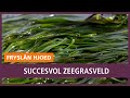 REPO: Experiment succesvol: zeegrasveld bij Griend nu al 170 bunder groot