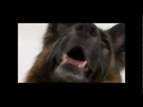 Dogs 101 - German Shepherd