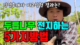 5천평 두릅나무전지 끝..   어떤 새순이 좋은 두릅나무가 될까요??? 두릅나무전지 5가지상황 성장비교하기