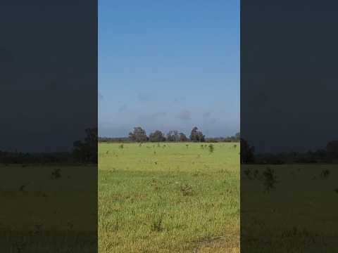 O que são esses FUNIS vivos no céu do URUGUAI? 😳🐝