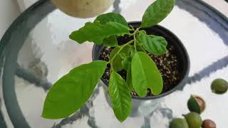How to grow Biriba tree from seeds (Rollinia deliciosa)