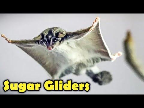 Suger Glider as Pet -  Suger Glider Facts