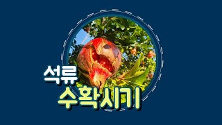 #석류 수확하기 #석류 수확 날짜방법에 따라 영양분이 달라진다