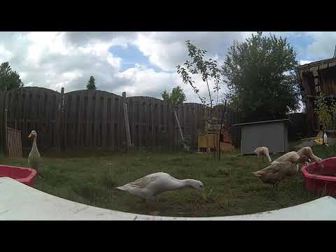 Hühner und Laufenten zusammen - Entspannungsvideo