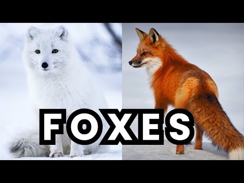Foxes for Children | Foxes for Kids | Types, Characteristics, Habitat, Facts | Learn All About Foxes