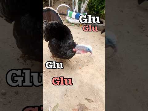 NÃO PODE OUVIR UM BARULHO QUE FAZ O GLU GLU 😁#Shorts #Peru #aves #Perus #criação