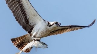 How to Photograph Flying Birds: shutter speed, aperture, focus mode, exposure, and lighting