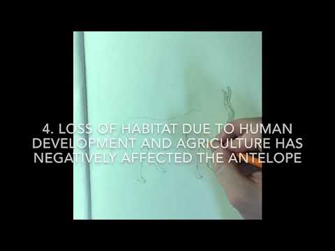 "White Antelope" Endangerment Clip