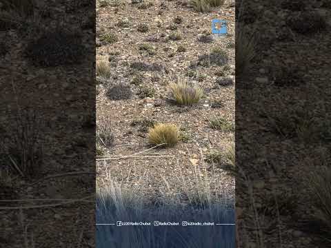 🦗 #Chubut #Tecka la tucura sapo arrasa con todo