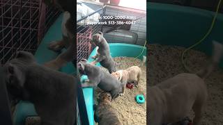 American bully puppies for sale #merlebully #americanbully #bully #bully #dog #pets #pitbull #puppy