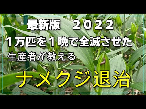 ナメクジペレット: 評判以上に優れています トピックス