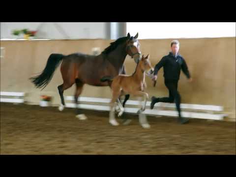 Hengstfohlen von Escamillo x Fashion Maker x Ampere. www.stöcker-verkaufspferde.de