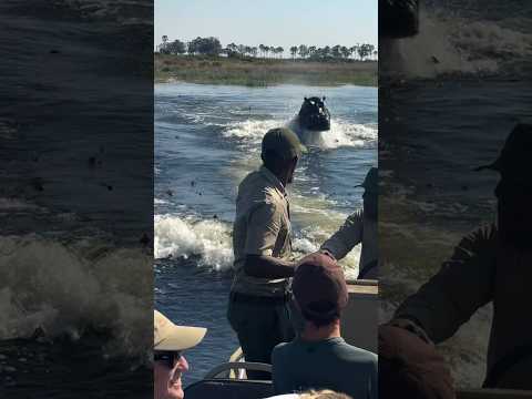 Hippo chases tour boat in Botswana